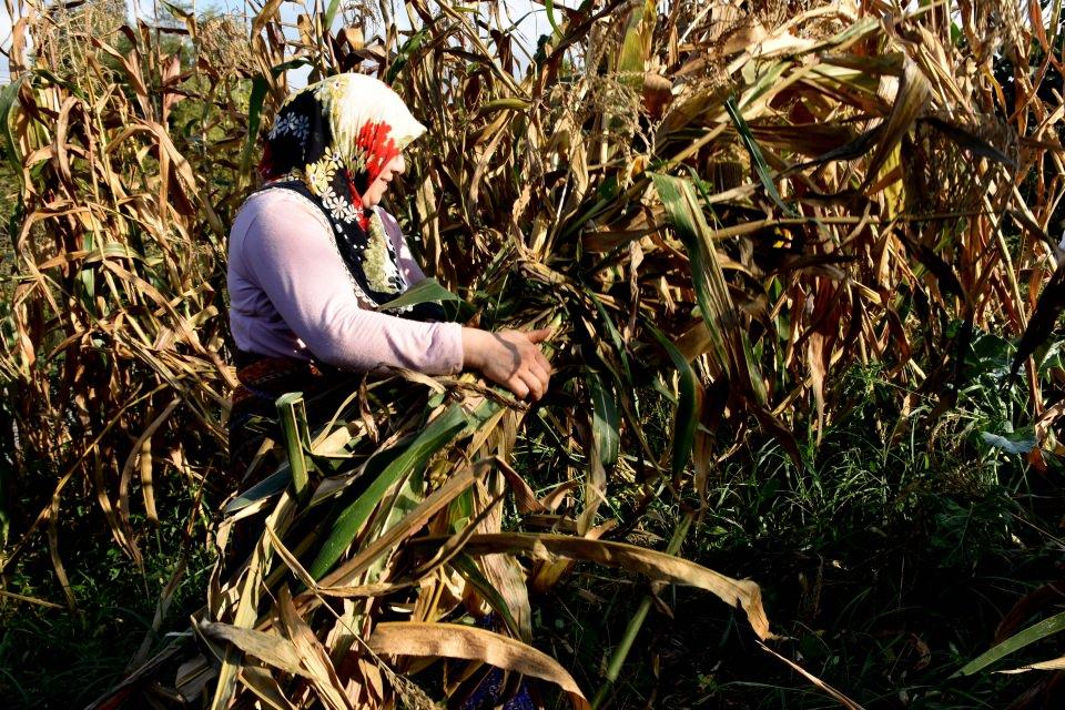 <p>Nalçacı, atalarından öğrendikleri mısır unu üretimini geleneksel olarak devam ettiklerini dile getirerek, "Gelecek nesillerimize de aktarmak istiyoruz. Ayrıca tarlanın bulunduğu alanda ürünlerimizi sulamak için su bulmakta da zorlanıyoruz. Bu bölgeye yetkililerin su getirmesini istiyoruz." dedi.</p>

<p> </p>
