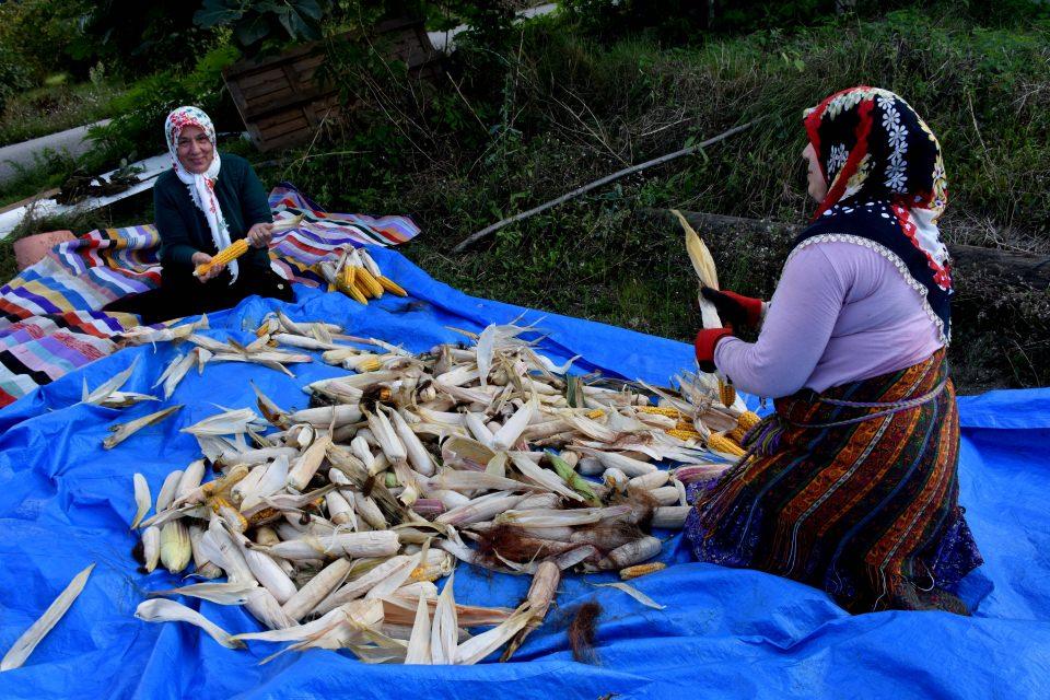 <p>Akraba ve komşularıyla bir araya gelen kadınlar, mısır tarlasına girerek bir yandan orakla mısırların saplarını kesiyor, bir yandan da bunları tek tek koparıp çuvallara dolduruyor.</p>

<p> </p>
