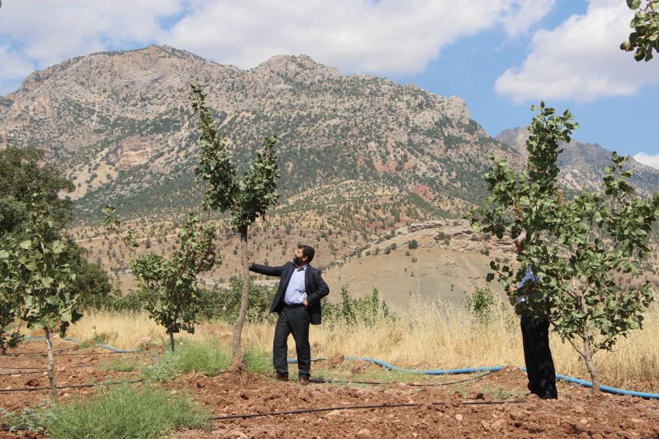 <p>Demirel, “2019 yılı içerisinde bölgemizde aşılama çalışmaları yaptık. Bölgemizde fıstık ağaçlarına teşviklerimiz, yüzde 70 hibe desteğimiz var. Genç çiftçi projelerinde desteklerimizle bölgeyi fıstığa yönlendirmeye çalışıyoruz.</p>
