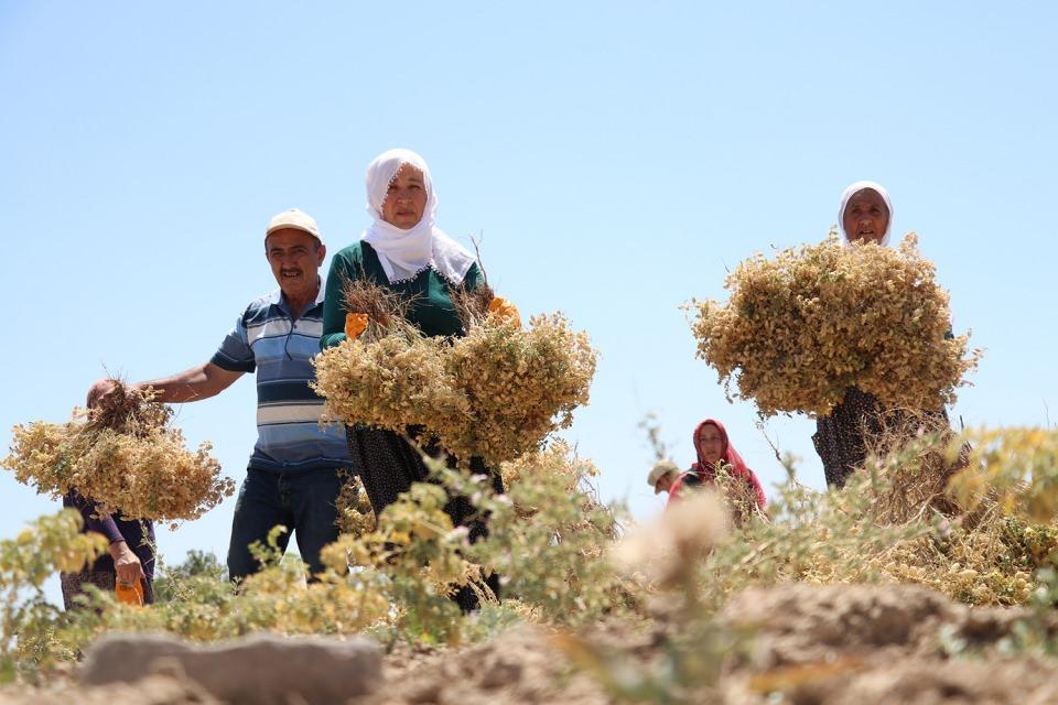 <p><strong> "Daha fazla verim için çalışma yürütüyoruz"</strong></p>

<p>Karahan, geleneksel yöntemlerle hazırlanan Ağın leblebisinin yapımının zahmetli olmasından dolayı ailelerin günlük 30 ile 50 kilogram arasında ürün yapabildiklerini dile getirdi.</p>
