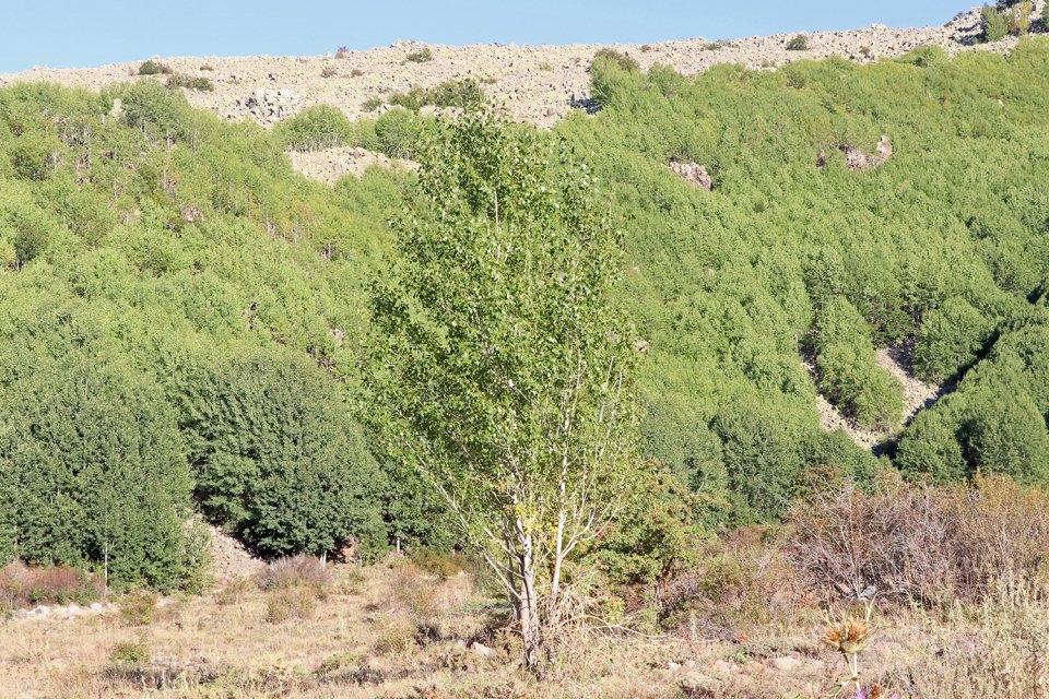 <p>Kök sürgünüyle yayılan ve öncü ağaç olarak nitelendirilen titrek kavak ağaçları, yeşil yapısı ve tertemiz doğasıyla Erciyes'te güzel görüntüler oluşturuyor.</p>

<p> </p>
