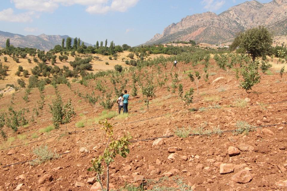 <p>2014 yılından beri fıstık yetiştirmeye başladığını anlatan Çekmaz, "Güneyce köyü 1987’de PKK terör örgütü tarafından ağır bir katliama maruz kaldı. Bu durumda biz direndik. Fakat 5 yıl sonra yani 1992'de buradan göç ettik, Kumçatı’ya yerleştik. 2002 yılında köye dönüş projesinden yararlanarak tekrar köyümüze geldik. </p>
