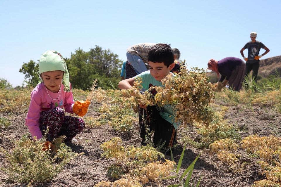 <p>Ağın leblebisine olan talebi karşılamak amacıyla üreticiye sertifikalı nohut desteği verdikleri ifade eden Karahan, "Ağın leblebimizin lezzeti ve kıvamıyla sofradaki yerini aldığı günden beri, sürekli bir artış trendi içerisinde üretimi devam ediyor.</p>

<p> </p>
