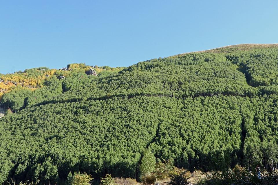 <p> Küresel iklim değişikliğinden etkilenmeyen titrek kavak ağaçları, İç Anadolu'nun en yüksek dağı Erciyes'e adeta soluk oluyor.</p>
