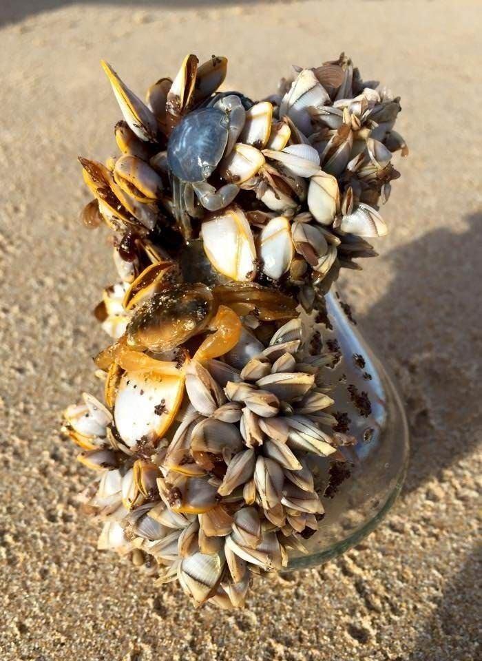 <p>Ampulü yuvaları haline getirmiş canlılar</p>

<p> </p>
