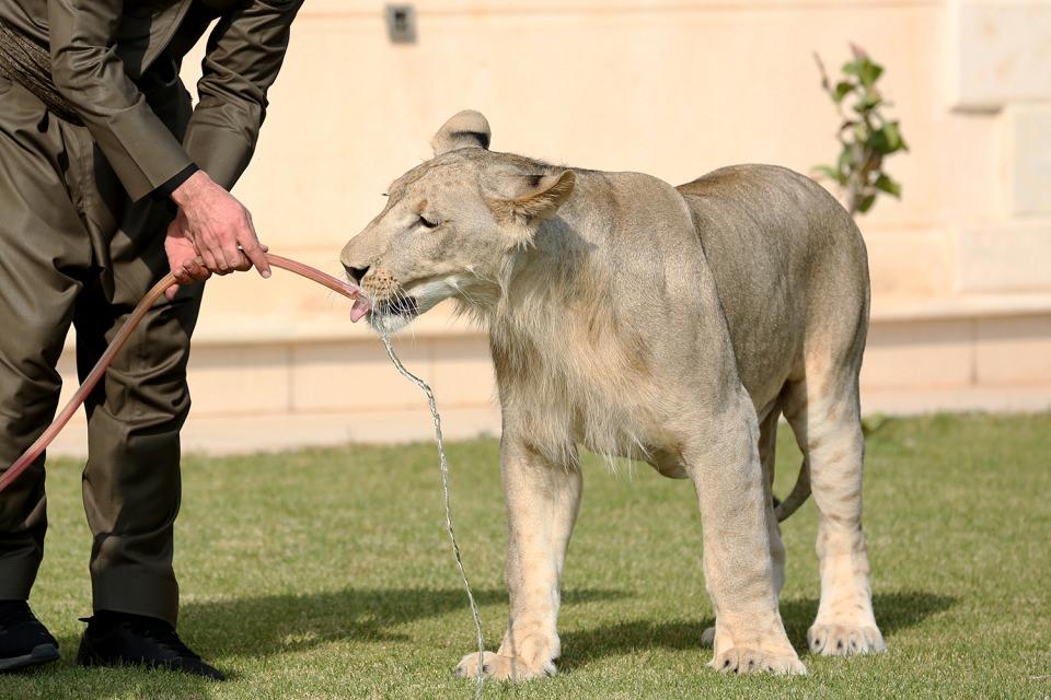 <p>Erbil'deki bir arkadaşı tarafından kendisine hediye edilen yavru aslana 15 aydır gözü gibi baktığını söyleyen Bilend Birifkani, AA muhabirine Leo adını verdiği aslanın bakımı ve çevresindekilerden aldığı tepkiyi anlattı. </p>

<p> </p>
