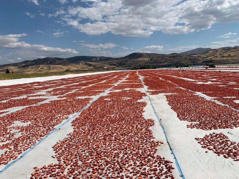 <p>Yaklaşık 600 ton domates hasadı yapan Açıkgöz, 500 tonunu yaş olarak iç piyasaya sattı, kalan kısmını ise kurutmaya bıraktı. </p>
