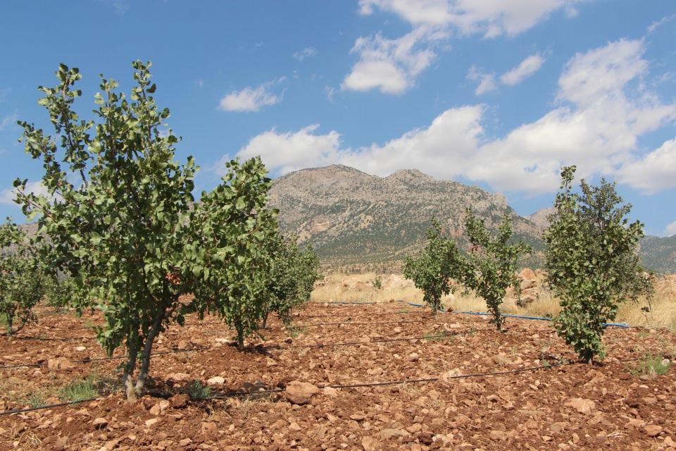 <p> 2014’te diktiğim 1000 fidanı 4 yılda 20 bin fidan yaptım. Attığım bu adımla birlikte köylülerimize, akrabalarımıza vesile olduk. Bu adımla Şırnak merkez ve ilçelerde vatandaşların fıstık yetiştirmesine vesile oldum. Bu yıl 70 bin fıstık aşıladık. Fıstık uzun ömürlü bir meyvedir. Hem de istikbalimiz için maddi anlamda çok güzel bir adımdır" dedi. </p>
