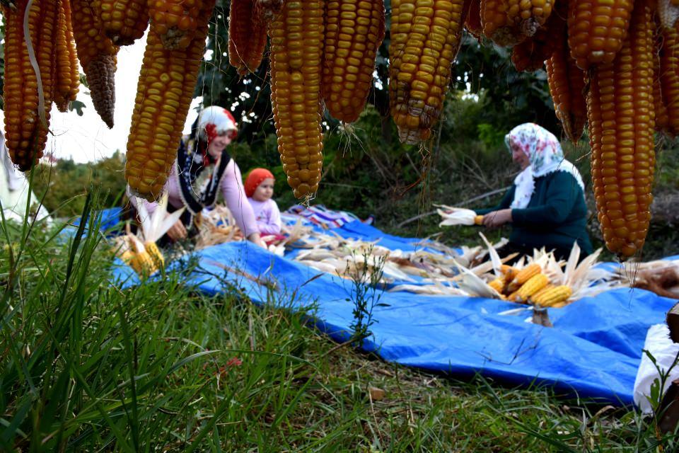 <p>Nalçacı, belledikleri tarlayı çapalayıp ektiklerini belirterek, eylül ayında ürünleri topladıklarını ve Doğu Karadeniz Bölgesi'nin diğer bölgelere göre fazla yağış almasından dolayı bunları kurutmak için zorlandıklarını anlattı.</p>

<p> </p>
