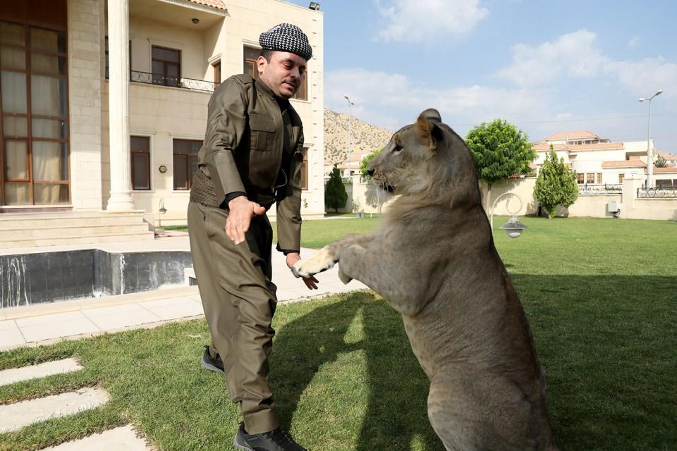 <p>Aslanın evcilleştirilmesi konusunda çok zorlandık ancak şu an her şey istediğim gibi." diye konuştu. </p>