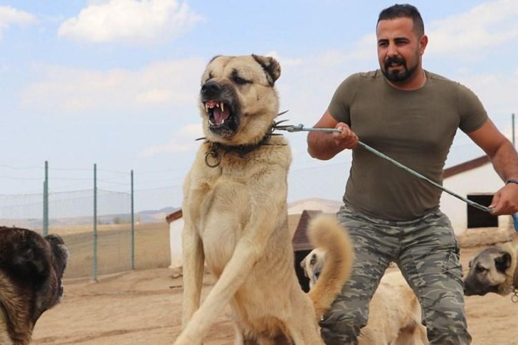 <p>Emniyet Genel Müdürlüğü tarafından toplumsal olayların önlenmesinde kullanılan Kangal ırkı koruma köpekleri, şimdi de Türk Silahlı Kuvvetleri tarafından terörle mücadelede kullanılacak.</p>

<ul style="list-style-type:none">
</ul>
