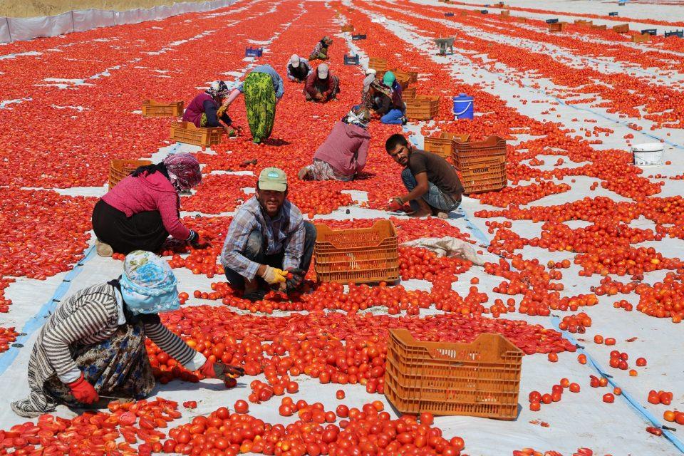 <p>Tunceli’de bir iş adamının girişimleriyle ilk defa ticaret amaçlı üretilen yaklaşık 600 ton domatesin bir bölümü yaş olarak iç piyasaya satıldı, bir bölümü de Almanya başta olmak üzere birçok Avrupa ülkesine ihraç edilmek üzere kurtulmaya başlandı.</p>
