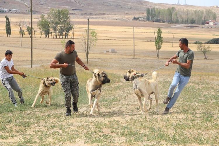 <p>Yaklaşan herhangi bir tehlikeyi 4 kilo metre uzaktan kokusunu alarak hissetme ve 2 kilo metre keskin görüş kabiliyeti sayesinde gelişmiş<br />
teknolojilere oranda çok daha etkin olacağı tahmin edilen Kangallar ile olası sızma girişimlerinin çok daha erkenden tespiti amaçlanıyor.</p>
