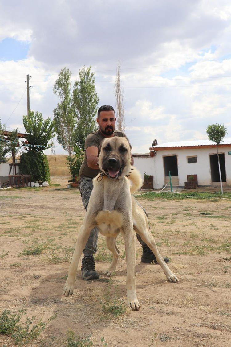 <p>Türk Silahlı Kuvvetleri’nde görev alacak Kangallar, daha önce Emniyet Genel Müdürlüğü ve kurt saldırılarına karşı sürülerini korumak isteyen<br />
İtalyanlar için Kangal yetiştirilen Altın Kangal Çiftliğinden temin edildi.<br />
<br />
Çiftlik sahibi olan Uzman Kangal Yetiştiricisi Ümit Taşdelen, yetiştirdikleri Kangalların terörle mücadelede görev alacak olmasından dolayı<br />
gururlu olduklarını belirtip şunları söyledi:</p>
