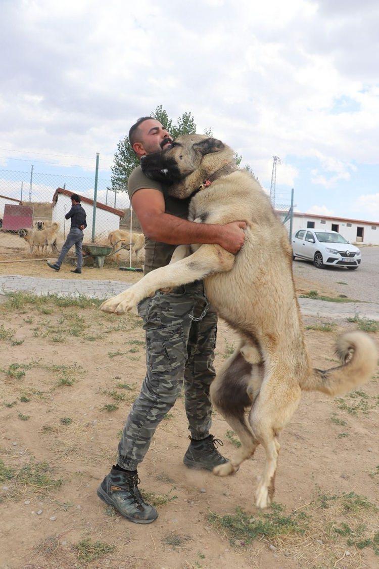 <p>“Adını Dünya’ya duyuran Kangal köpeklerimiz şimdi de Doğu bölgemizdeki karakollarımızda, üst bölgelerimizde, Mehmetçiğimizin yanında erken tespit görevini yürütecek. Köpeklerimiz Dünyanın en zeki koruma köpekleri arasında yer almaktadır. Alan korumada çok iyidirler. 2 kilo metre uzaklıktan gelebilecek her türlü tehdidi görebilirler. Rüzgarlı alanlarda 4 kilometreye kadar koku alabilirler. Özellikle gece insanların gözle göremeyeceği şeyleri görebilirler. Keskin işitme kabiliyeti ile uzaktan gelebilecek tehlikeleri sezer ve haber verirler. Bu nedenle Kangal köpeklerimizin bu amaçla görev yapmaları gerçekten gurur verici bir gelişme."</p>
