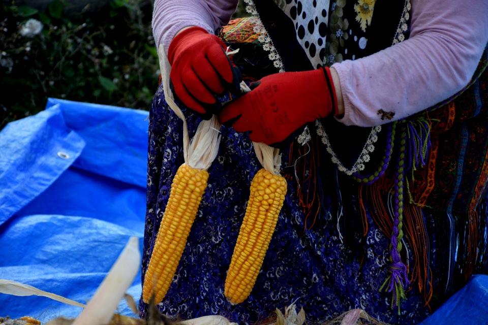 <p>Dik ve sarp yamaçlara sahip Trabzon'da, zorlu yaşam koşullarına rağmen hayatlarını sürdüren kadınlar, Akçaabat ilçesi Akyazı Mahallesi'nde nisan ayında ektikleri mısırları topladı.</p>

<p> </p>
