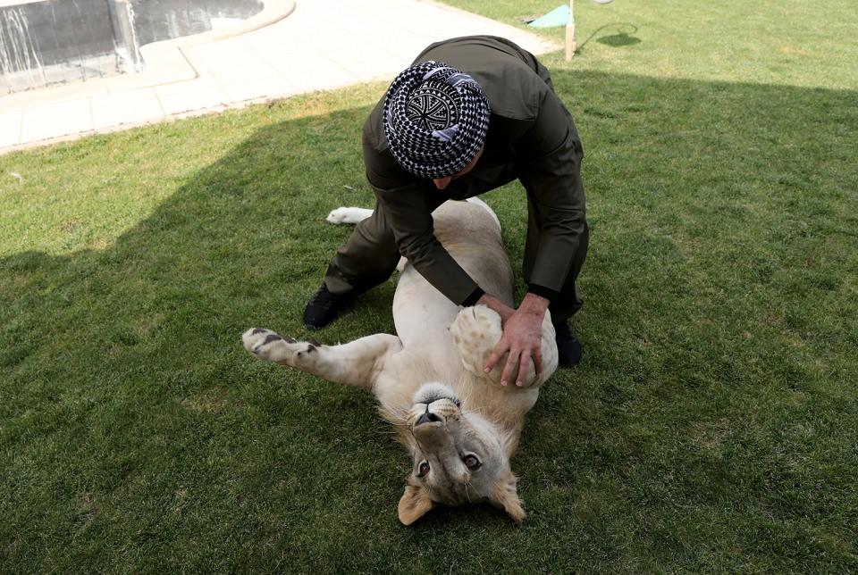 <p>Zaman zaman göz ve kulakları veteriner tarafından temizleniyor. Leo'yu kendimiz yıkıyoruz."</p>