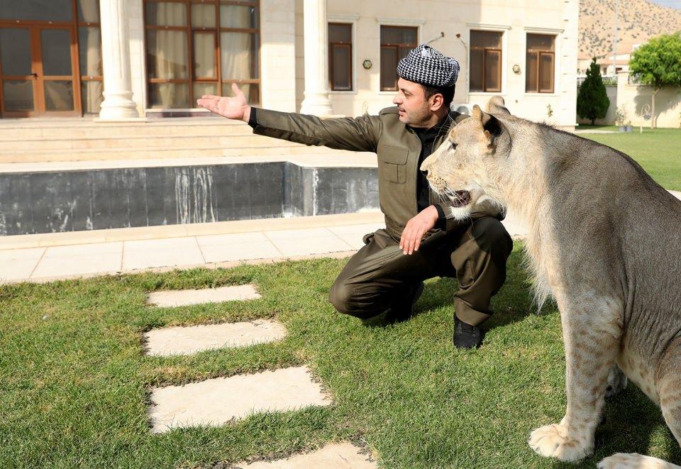 <p>Leo'yu görmek için her gün çok sayıda ziyaretçi geldiğini kaydeden Birifkani, yavru aslan için sosyal medyada açtığı hesapta on binlerce takipçisinin olduğunu belirtti.</p>
<p> </p>