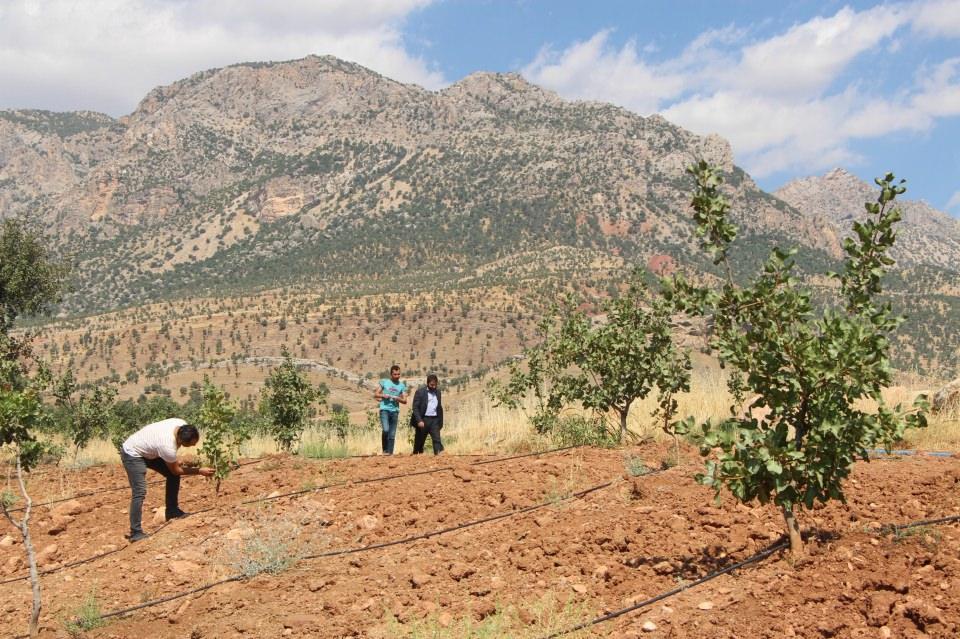 <p>Güneyce köy sakinlerinden Hamit Çekmaz, kendi imkanlarıyla 120 dönüm üzerinde 5 bin 126 fıstık ağacı, Genç Çiftçi Projesi kapsamında ise, 10 dönüm üzerinde 1000 nar ve 300 Amerikan fıstığı yetiştirmeye başladı.</p>
