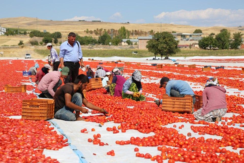 <p><strong>"Kurutulduktan sonra yurt dışına g&ouml;nderilecek"</strong><br />
<br />
Yaklaşık 3 ay boyunca 70 ile 80 arası insana istihdam sağladıklarını da aktaran A&ccedil;ıkg&ouml;z, &ldquo;Bizim topraklarımız pırıl pırıl.&nbsp;</p>
