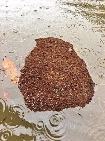 <p>Harvey Kasırgasının etkilediği Houston bölgesinin sakinleri, sel sularında olağandışı bir tehlike saptadı: bir araya gelerek yüzen sandallar oluşturan ateş karıncası kolonileri.</p>

<p>Yetkililler karıncaların bu müthiş işbirliğinin, görenleri hayran bırakmasının yanısıra tahlikeli olduğu yönünde uyarıyor:<br />
Zehirli böcekler, sel sularından kaçmak için hemen birbirlerine bağlanırlar ve kraliçe ile larvalar salın merkezinde yer alır.<br />
 <br />
Karıncalar, havayı ortada hapsedecek kadar sıkı şekilde birbirleriyle ağ oluştururlar ve alttaki karıncalar o kadar sıkı birleşir ki, içlerinden su geçemez.</p>

<p>Ateş karıncaları, bu yapılarda haftalar boyunca ve hatta daha fazla süre hayatta kalabiliyorlar ancak yüzdükçe, kolonileştirmek için sık sık yeni ve kuru karalar arıyorlar</p>
