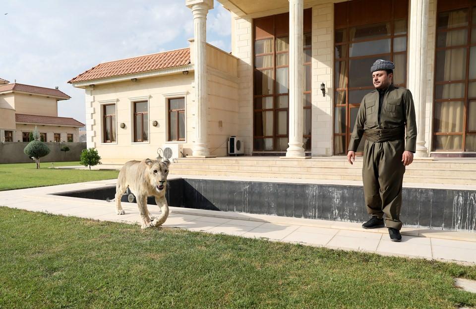 <p><strong>"Leo, sadece tavuk eti yiyor"</strong></p>

<p>Birifkani, yavru aslanın kırmızı et ve canlı tavuk yemediğini dile getirerek, "Leo, sadece tavuk eti yiyor. </p>
