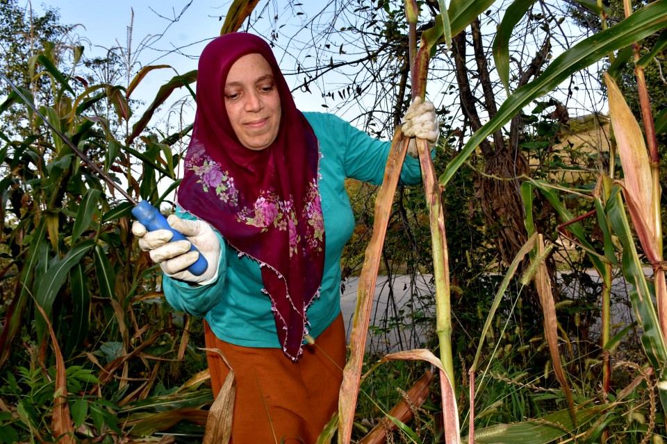 <p> Kış hazırlıkları kapsamında Nalçacı, domates ve biber salçası, fasulye turşusu ile pekmez de yaptıklarını söyledi.</p>

<p> </p>

