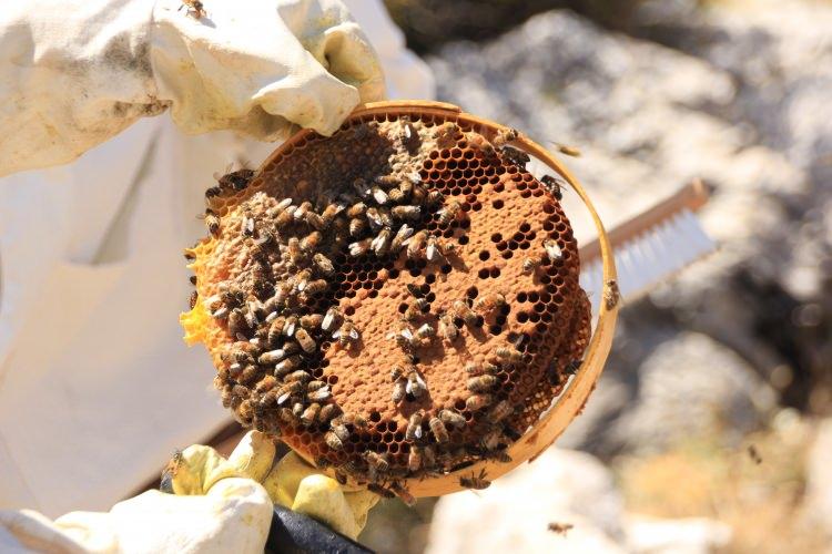 <p>Topal, AA muhabirine yaptığı açıklamada, ata mesleği arıcılığı sürdürmek için çalıştığını söyledi.</p>
