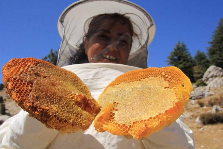 <p>Dedesinden kalma kovanlardan 17 kilogram bal elde eden Topal, ürününü kilogramı 500 liradan sattı.</p>