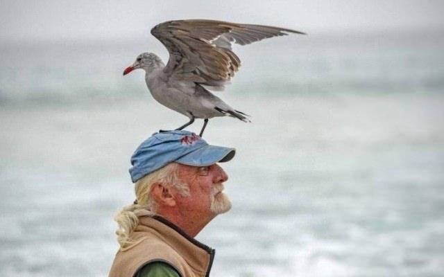 <p>Adeta bi 'O an' fotoğrafı olabilecek güzellikte adamın kafasının üzerine konan martı.</p>
<p> </p>