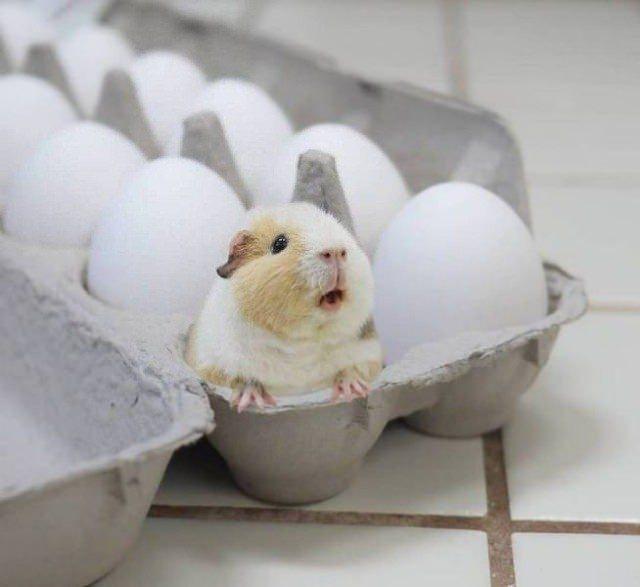 <p>Tavuk yumurtalarının arasında tatlı bir hamster.</p>
<p> </p>