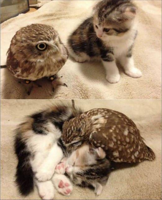 <p>Baykuş ve kedi, çok sevimli değiller mi?</p>
<p> </p>
