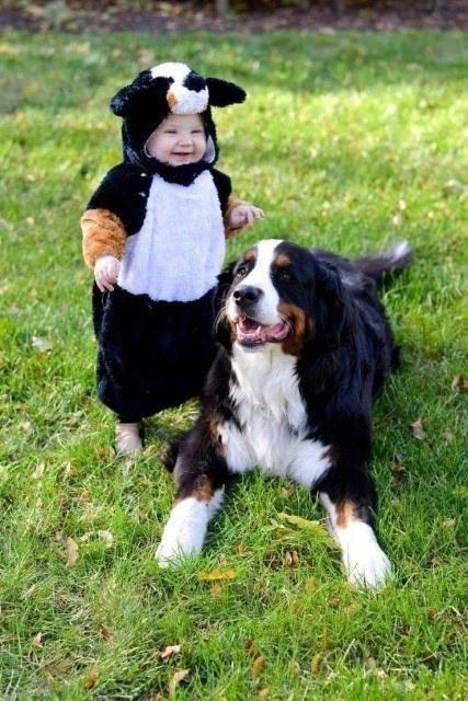<p>Köpeğin kılığına bürünmüş tatlı bir bebek.</p>
<p> </p>