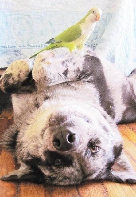 <p>Köpeğin patilerinin üzerinde poz veren bir papağan.</p>

<p> </p>
