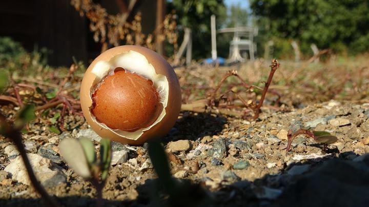 <p>Kahvaltıda eşinin suda haşladığı yumurtayı kıran Öztan, ilginç bir görüntüyle karşılaştı. Öztan, yumurtanın içinde, bir yumurta daha gördü.</p>
