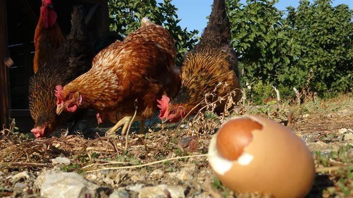 <p>Yumurtanın içinden çıkan ikinci bir yumurtayı görünce çok şaşırdığını belirten İsmail Öztan, "İlk defa başımıza geldi. Böyle bir şey ne duydum, ne de gördüm. Bu yumurtayı saklamayı düşünüyorum" dedi.</p>
