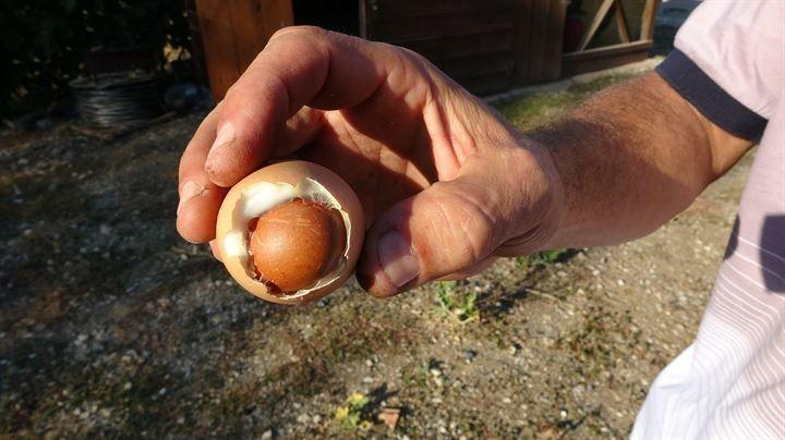 <p>İsmail Öztan'ın bağ evine giderek yumurtayı inceleyen Uludağ Üniversitesi Veteriner Fakültesi Öğretim Üyesi Prof. Dr. Mustafa Tayar, ilginç bir vaka ile karşı karşıya olduklarını belirterek, "Bir yumurta içinde yumurta vakası bu. Bizim literatürde gördüğümüz, ama gerçekte ilk defa gördüğüm olay" dedi.</p>
