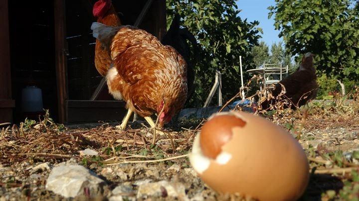 <p>Yukarıdan gelen başka bir yumurta sarısı ile karşılaştığında vücut bunu tek yumurta olarak algılayıp ikinci yumurta, birinci yumurtayı içine alarak dışarı çıkarır. Bunun herhangi bir açıdan sıkıntısı yok. Rahatlıkla tüketilebilir" diye konuştu.</p>
