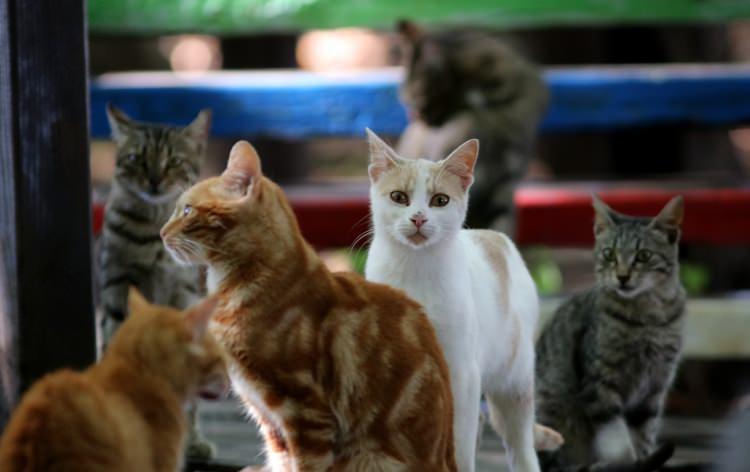 <p>Samsun Büyükşehir Belediyesi tarafından kurulan "Kedi Kasabası"nda yüzlerce kedi, kendileri için her detayın düşünüldüğü keyifli bir ortamda yaşıyor.</p>
