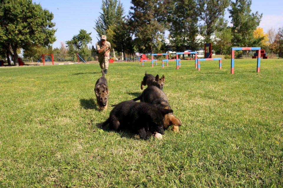 <p>Jandarma, atların sosyal yaşama adapte olmalarını sağlamak ve birlik ruhunu kuvvetlendirmek için doğal alanlara gezi düzenliyor.</p>
<p> </p>