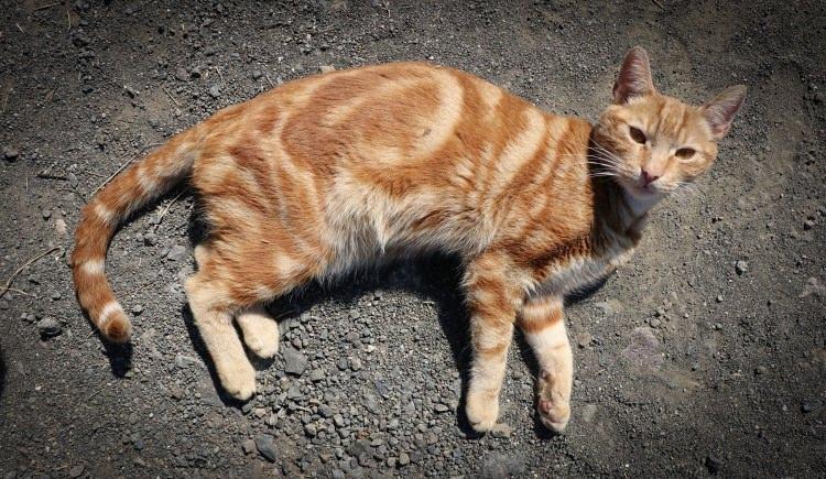 <div>Kedi Kasabası'nda, hasta ve yaralı olarak getirilip tedavileri yapılmış 400 kadar kedi barınıyor.</div>

<div> </div>
