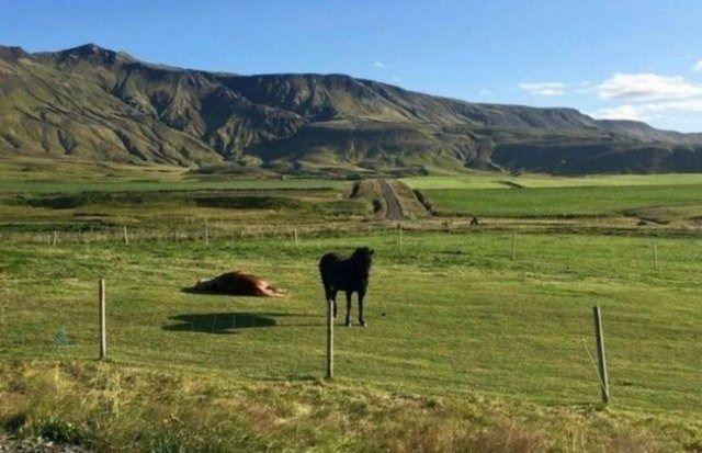 <p>Bu fotoğrafta bir gölge oyunu. Yerde yatan at havada duruyormuş gibi görünsede gerçek değil. Ayakta duran atın gölgesi sebebiyle o şekilde algılamaktayız.</p>
