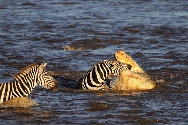 <p>Masai Mara'da gerçekleşen av kameralara böyle yansıdı.</p>

<p> </p>
