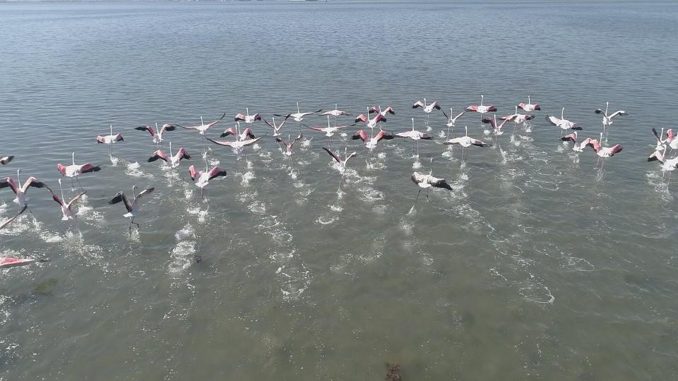 <p>Sahil bölgesinde duran flamingo sürüsü, İzmit Körfezi’nde renkli görüntüler oluşturdu. </p>
