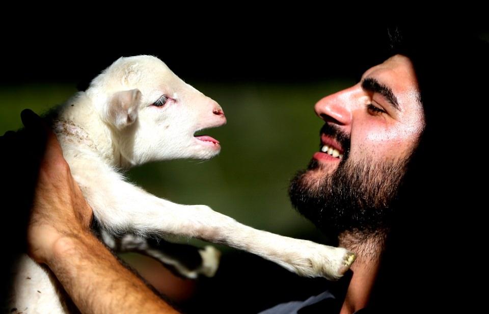 <p>Geçen yıl ikiz doğuran ve tek hayvan doğuran koyunlara ayrı uygulama yapılıyor, her hayvanın bireysel reçetesi var. </p>