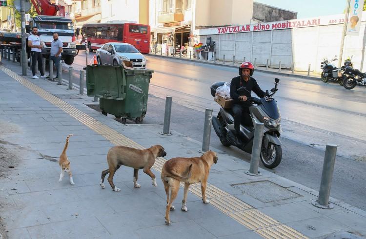 <p>İzmir'de yaşayan hayvansever Murat Mogol, 13 yıldan bu yana motosikletiyle kentin sokaklarını dolaşarak 300 yakın kedi ve köpeğin bakımını üsteniyor.</p>
