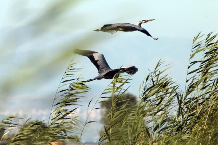 <p>Milli parkın, bilim insanları, doğaseverler ve fotoğrafçılardan ilgi gördüğünü, bu yüzden her yıl çok sayıda ziyaretçi alındığını aktaran Türkoğlu, şunları kaydetti: </p>

<p> </p>
