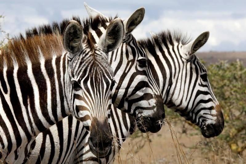 <p><strong>ZEBRALARIN ÇİZGİLERİ NE İŞE YARIYOR?</strong></p>

<p>Bilim insanları zebraların çizgilerinin ne işe yaradığı sorusuna Charles Darwin zamanından beri, yaklaşık 150 yıldır yanıt arıyor.</p>

<p>İngiltere'nin Bristol Üniversitesi'nde yapılan araştırma zebraların çizgilerinin ölümcül hastalıklar taşıyan at sineklerinin üzerlerine konmasını engellediğine işaret ediyor.</p>
