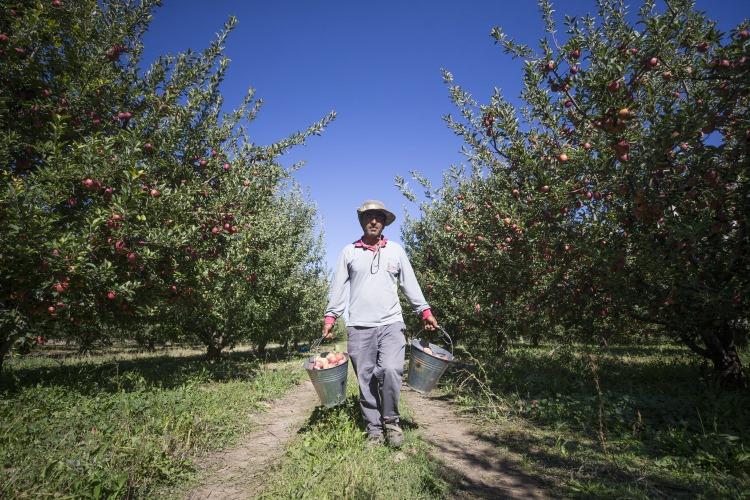 <p>Türkiye'nin önemli elma üretim merkezlerinden Kayseri'nin Yahyalı ilçesinde, mevsim şartlarının da etkisiyle son 10 yılın en verimli sezonu yaşanıyor. </p>
