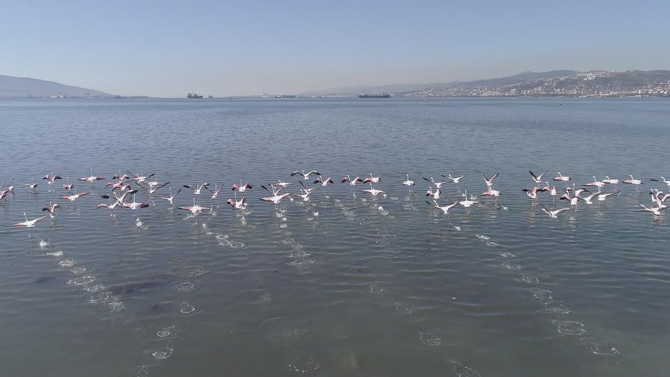 <p>Her yıl onlarca kuş türünün göçleri sırasında beslenmek amacı ile durduğu sulak alana yüzlerce flamingo akın etti. </p>
